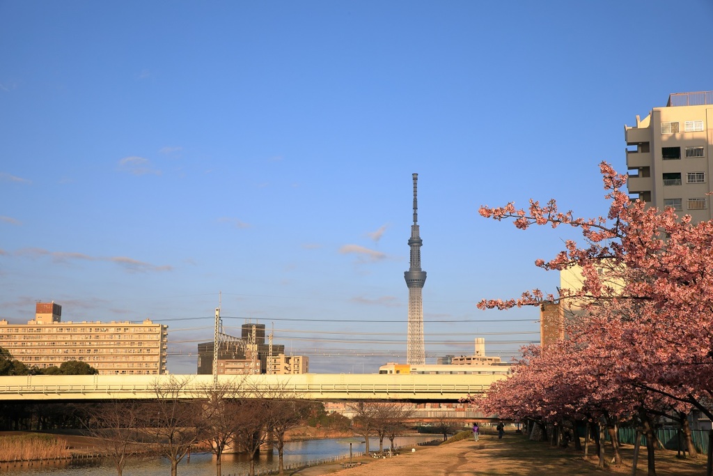 河津桜とスカイツリー②