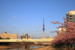 河津桜とスカイツリー②