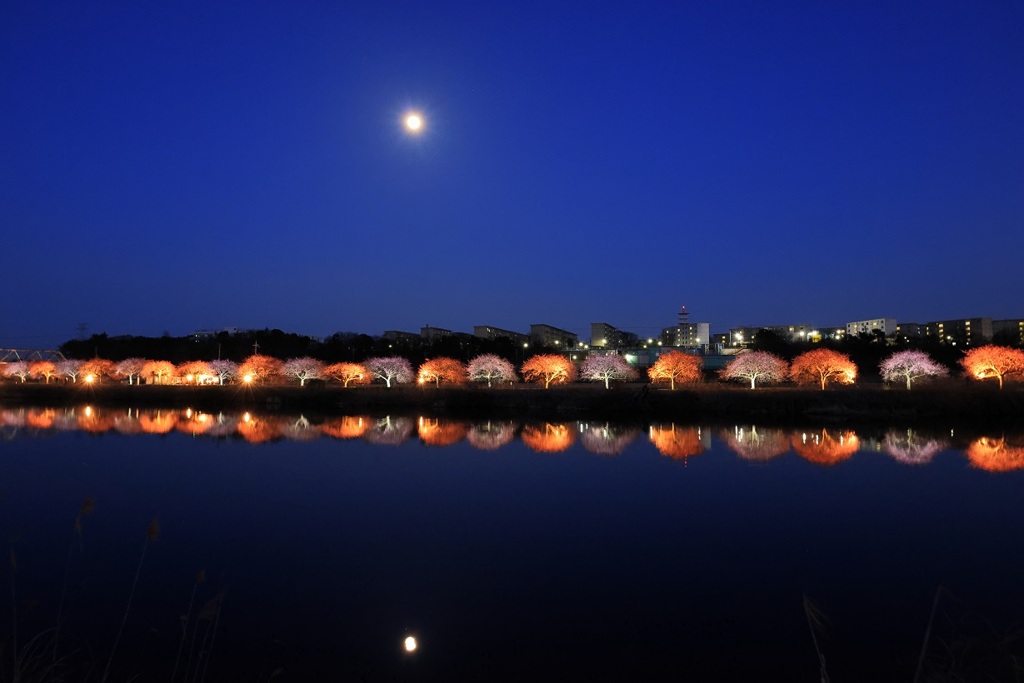 月夜の河津桜