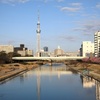 河津桜とスカイツリー