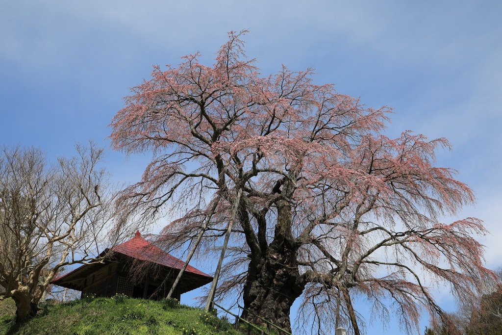 上石の不動桜