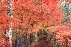赤の細道