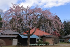 三春の姉妹桜