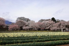 子孫桜だよ