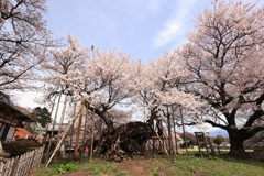 山高神代桜