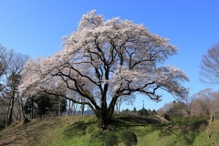 氏邦桜