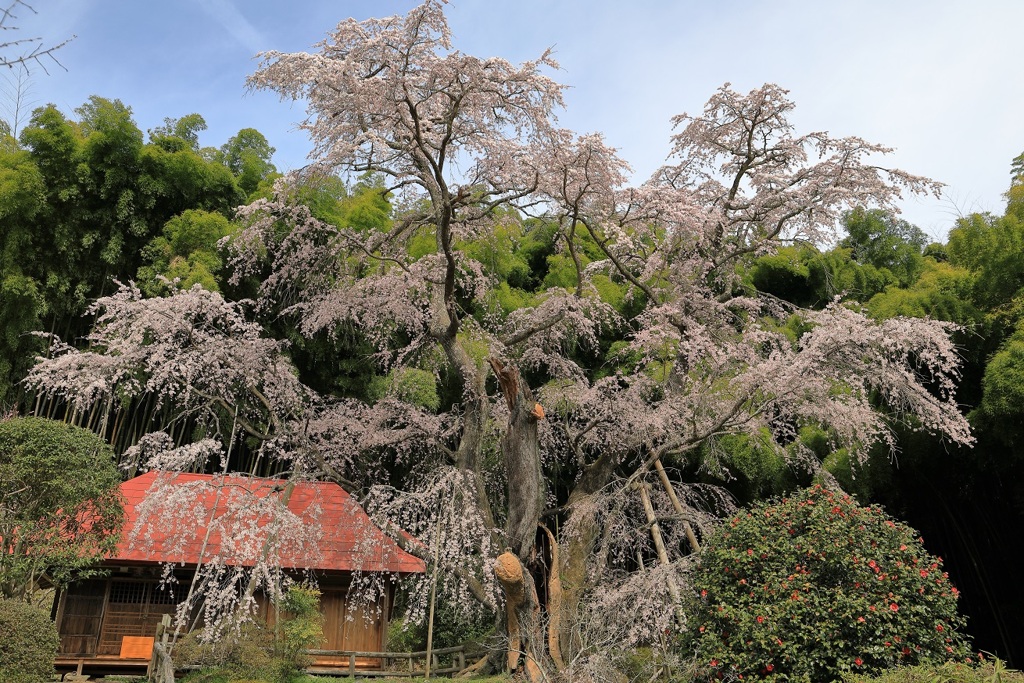 桜めぐり 雪村庵