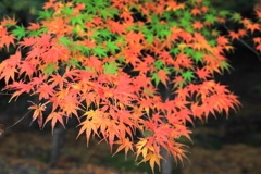 成田山公園①