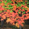 成田山公園①