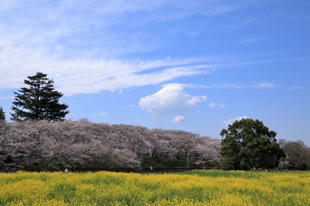 菜の花と桜②
