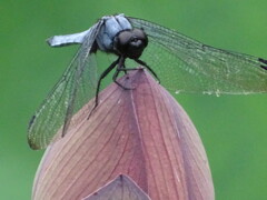 DSC00336