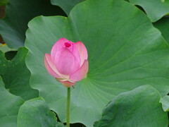 DSC00328