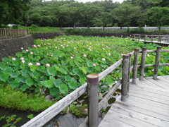 潮見坂公園蓮池2019