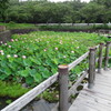 潮見坂公園蓮池2019