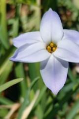 道端の花１