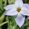 道端の花１