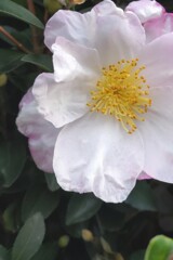 今年も咲いてた！
