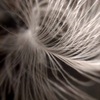 羽毛2