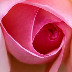 5月のバラ　2