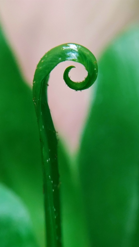 ぐるぐる