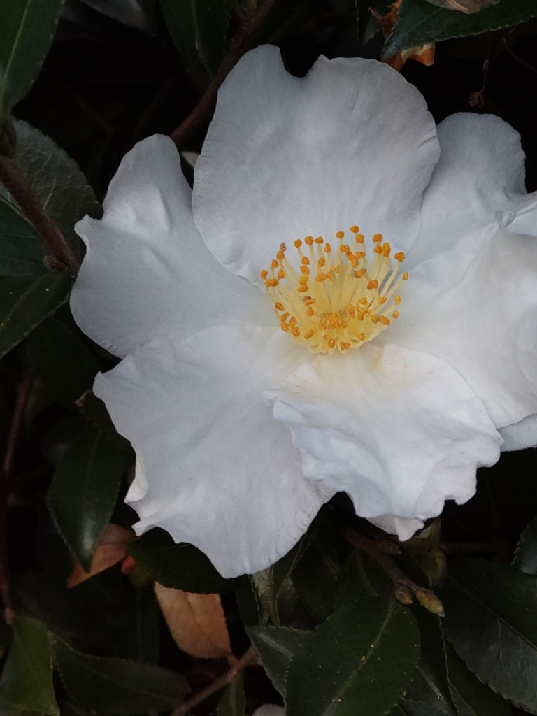 夕暮れの山茶花