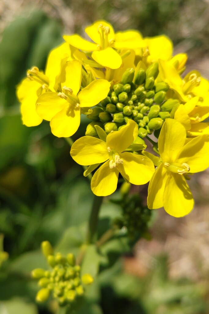 道端の花３