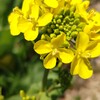 道端の花３
