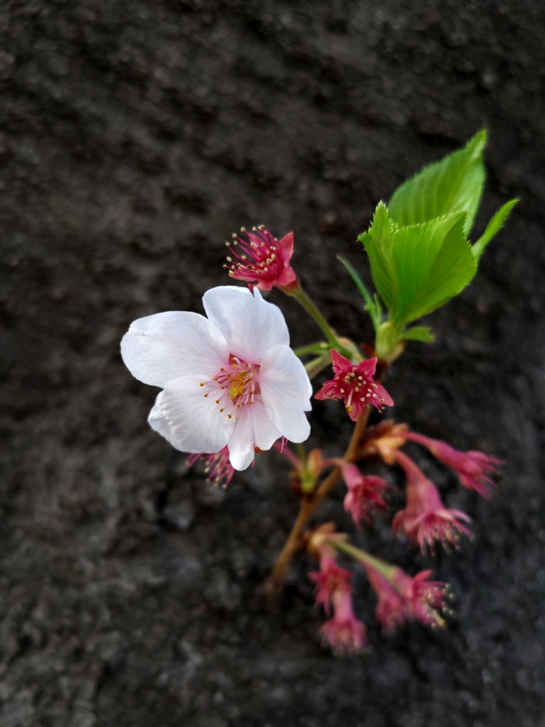 なごり桜？