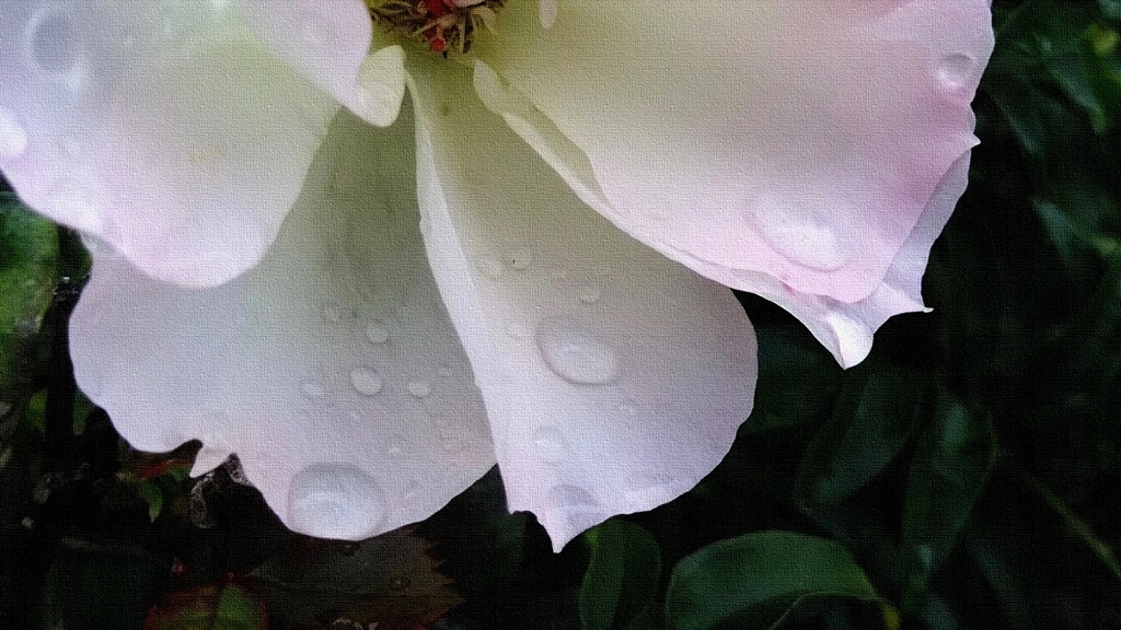 雨粒が