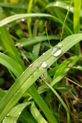 雨上がりの散歩