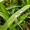 雨上がりの散歩