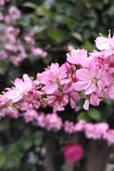 華やかな花飾り