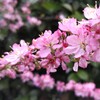 華やかな花飾り