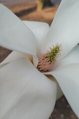 最古の花