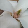 最古の花