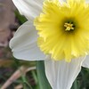 素敵なフリル
