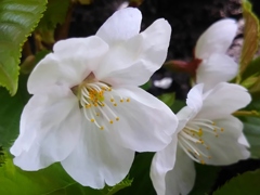 一重の桜