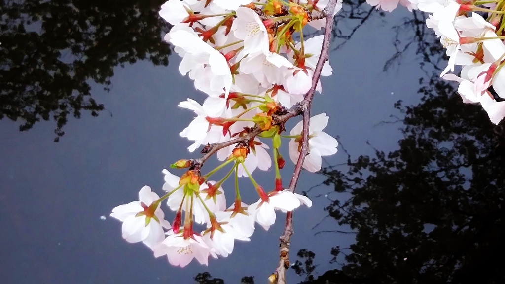 水面に