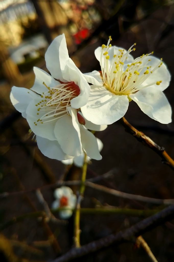 桜は まだかいな