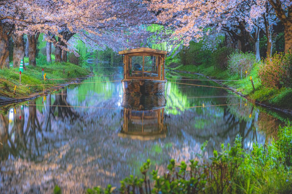 夜桜 × 出逢い
