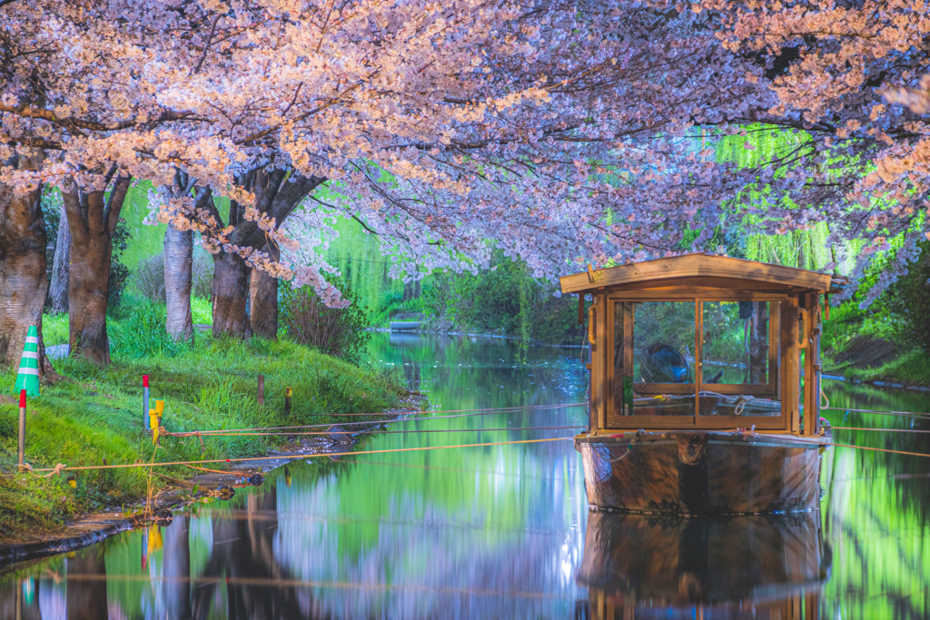 夜桜 × 出逢い