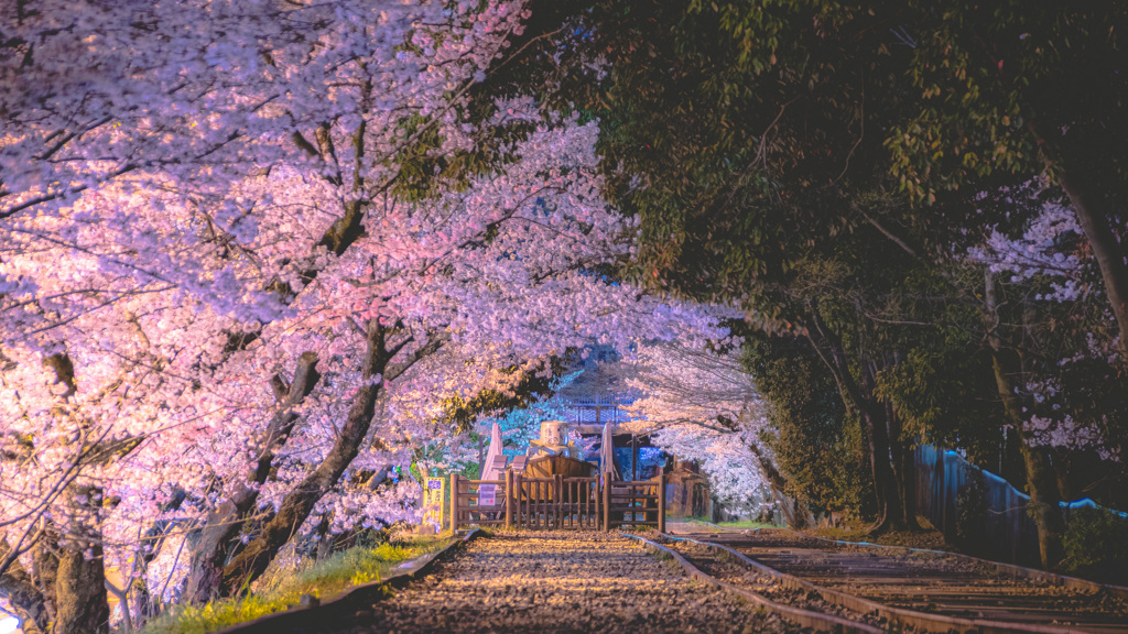 夜桜