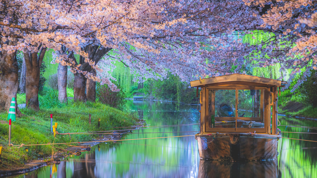 夜桜 × 出逢い
