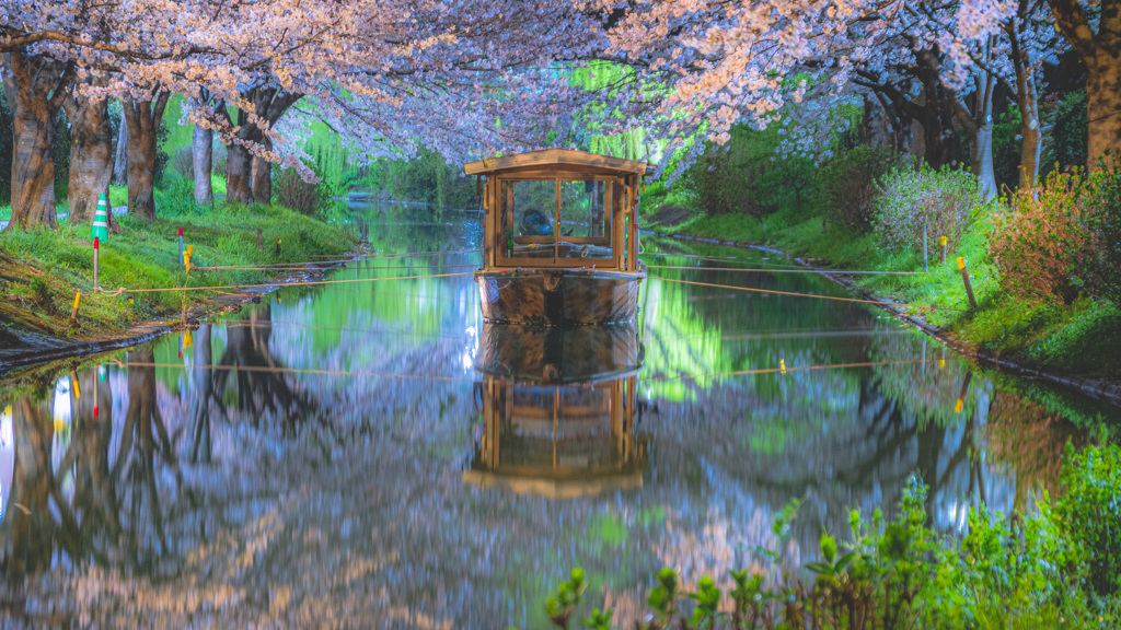 夜桜 × 出逢い