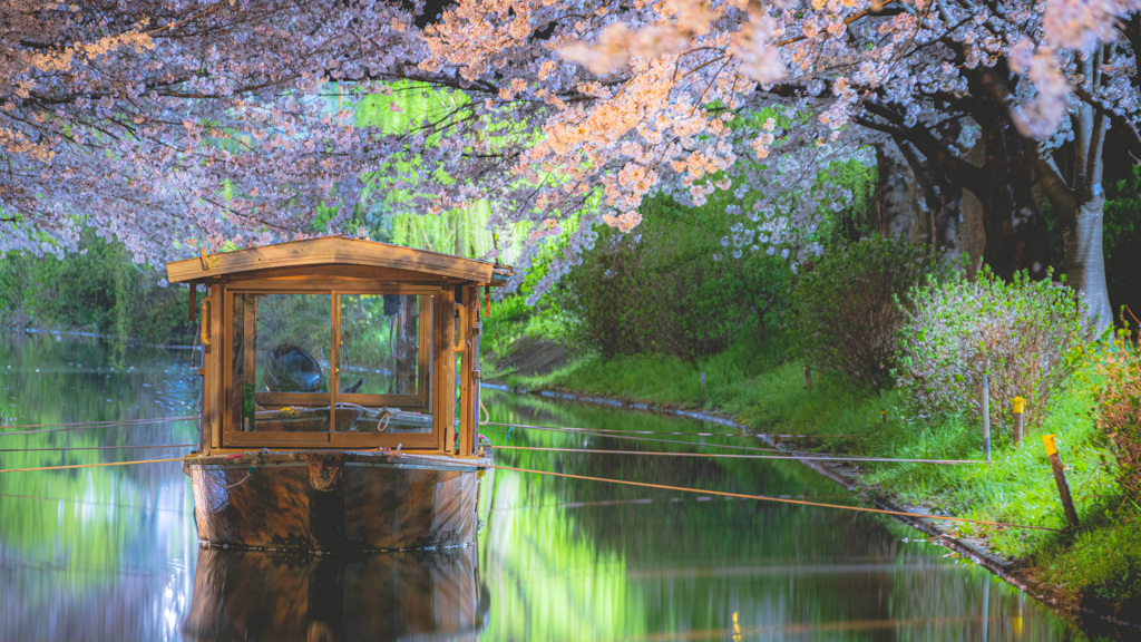 夜桜 × 出逢い