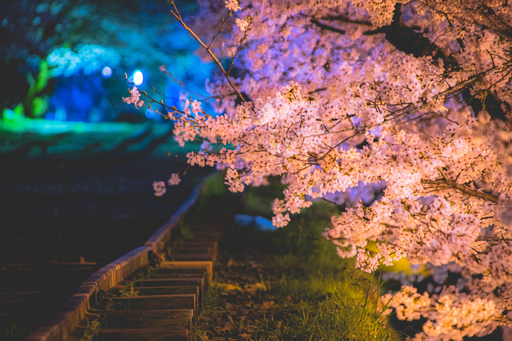 夜桜 × 出逢い