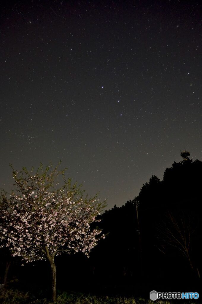 深夜の桜