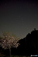 深夜の桜
