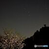 深夜の桜
