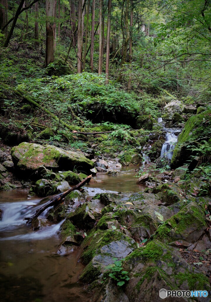 登山道脇の静寂